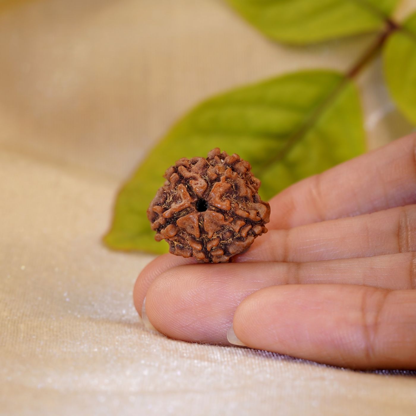 A 5 Mukhi Rudraksha held in an open palm
