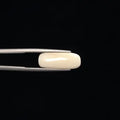 White Coral - 3259