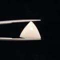 White Coral - 3242