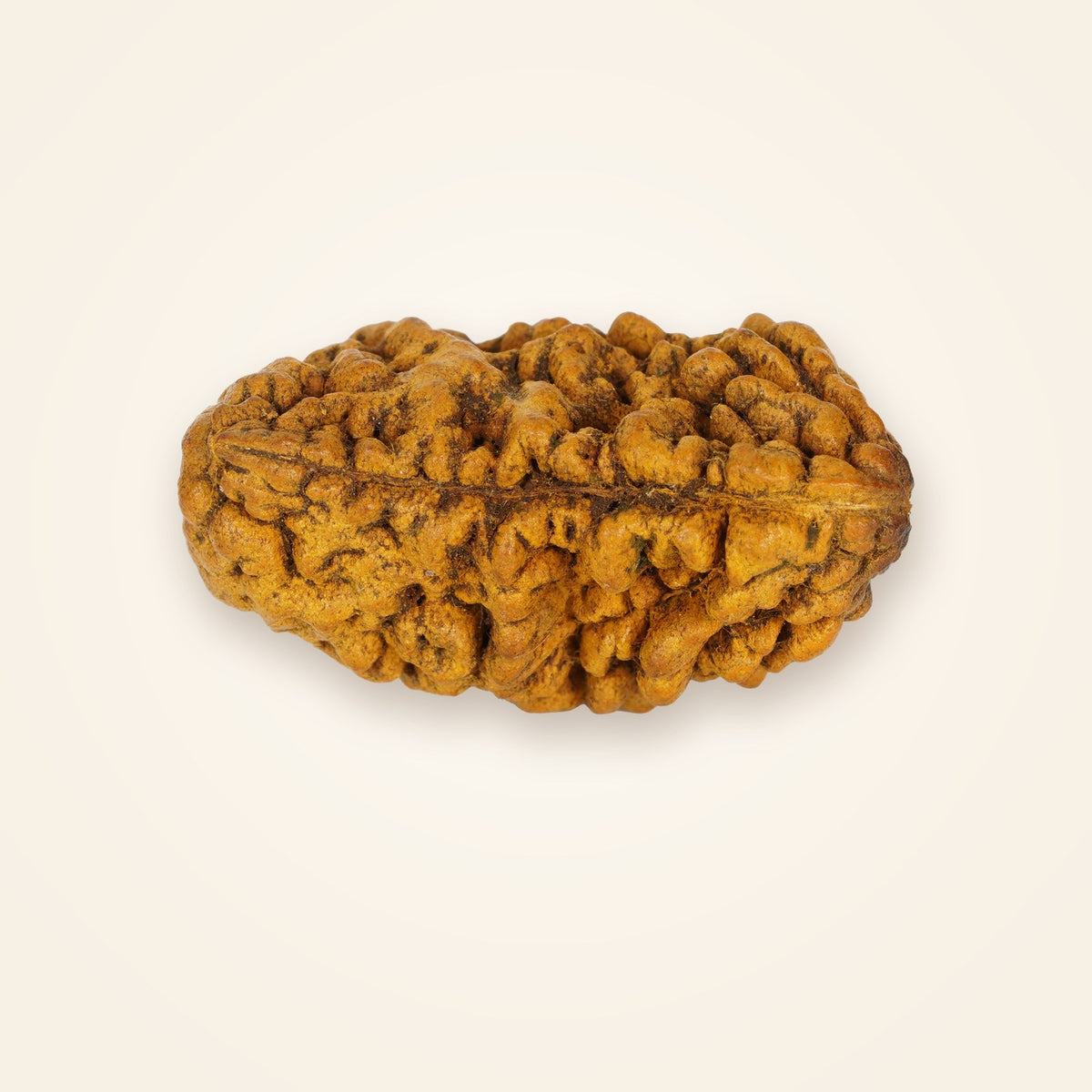 1 Mukhi Rudraksha (Half-Moon), front view on an ivory background