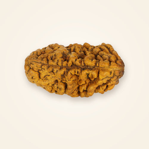 1 Mukhi Rudraksha (Half-Moon), front view on an ivory background