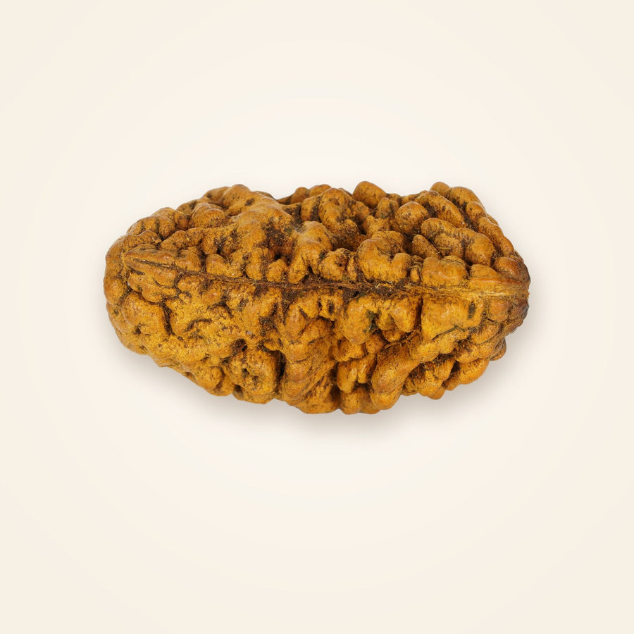 1 Mukhi Rudraksha (Half-Moon), front view on an ivory background