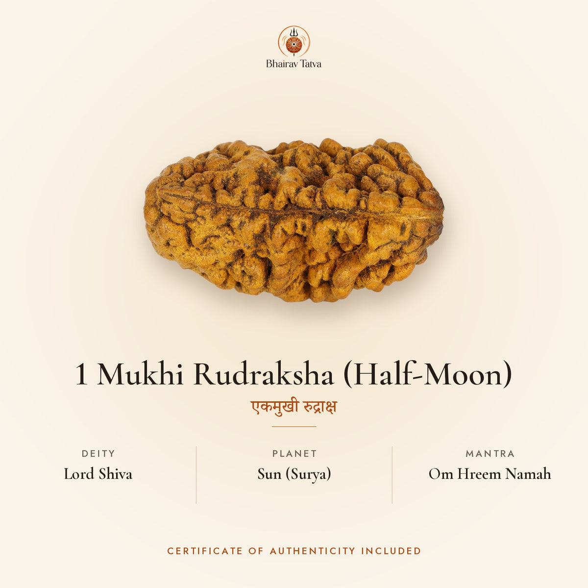 1 Mukhi Rudraksha (Half-Moon): deity Lord Shiva, planet Sun (Surya), mantra Om Hreem Namah