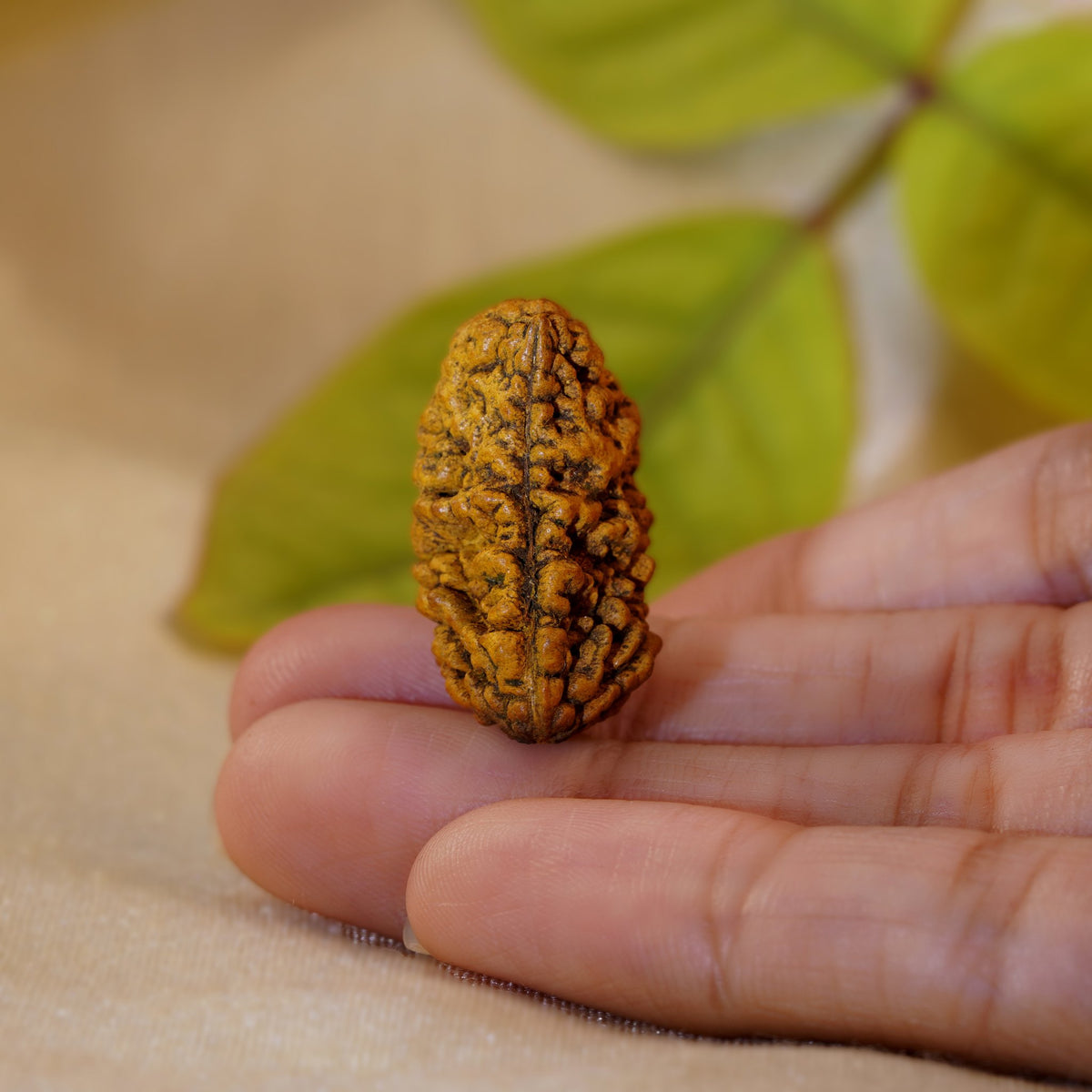 1 Mukhi Rudraksha (Half-Moon) held in the palm to show its size