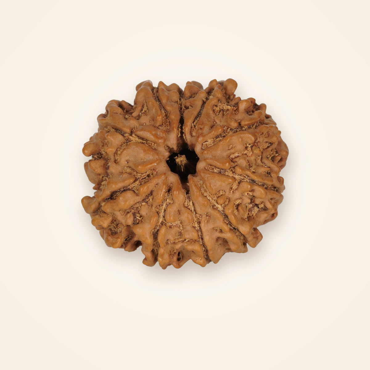 10 Mukhi Rudraksha, front view on an ivory background