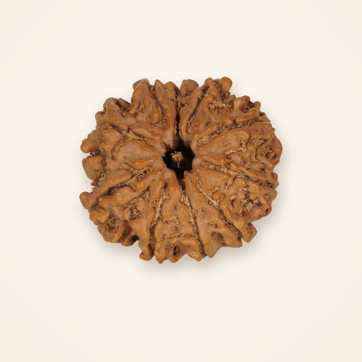 10 Mukhi Rudraksha, front view on an ivory background