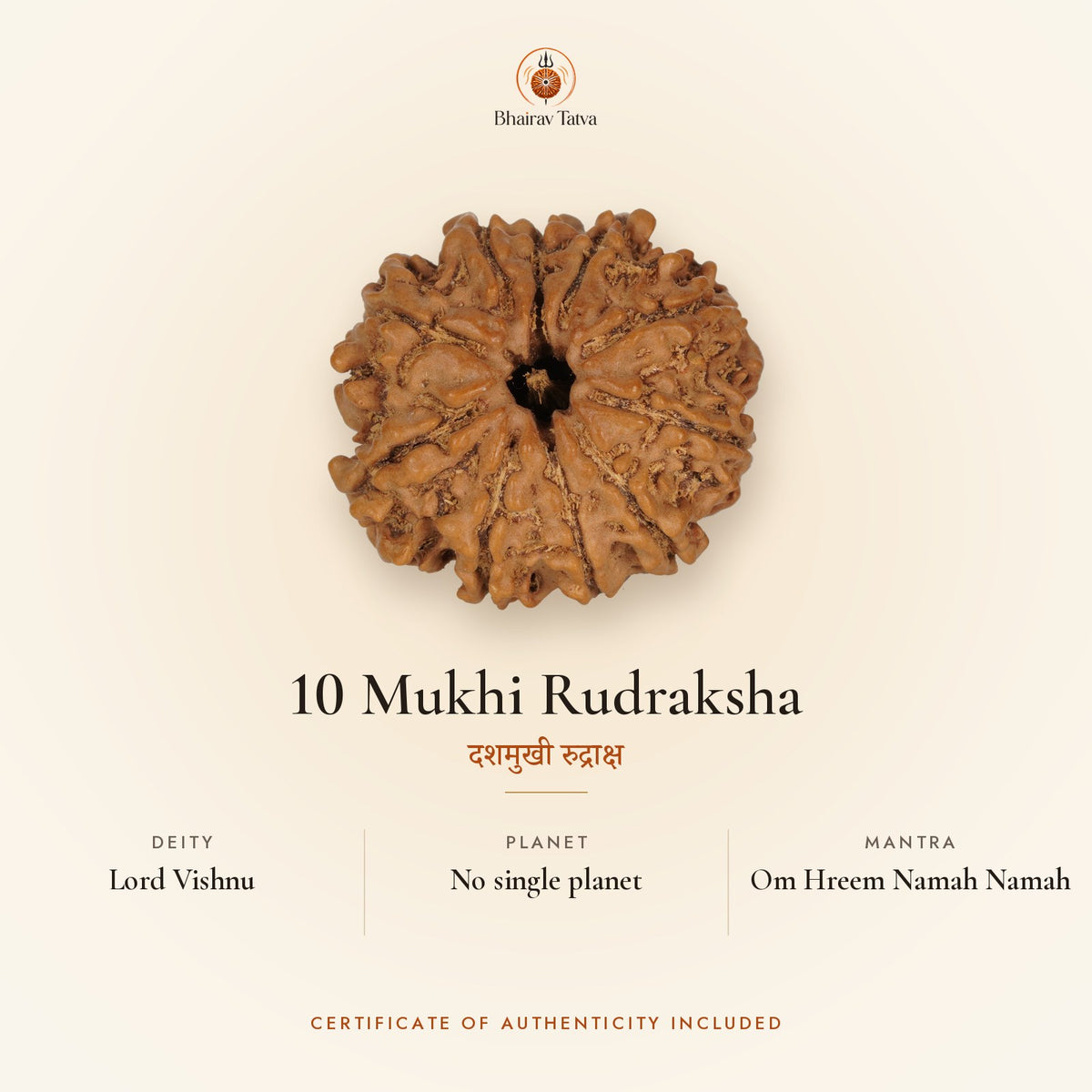 10 Mukhi Rudraksha: deity Lord Vishnu, no single ruling planet, mantra Om Hreem Namah Namah