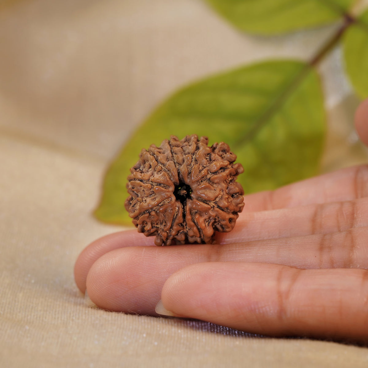 10 Mukhi Rudraksha held in the palm to show its size