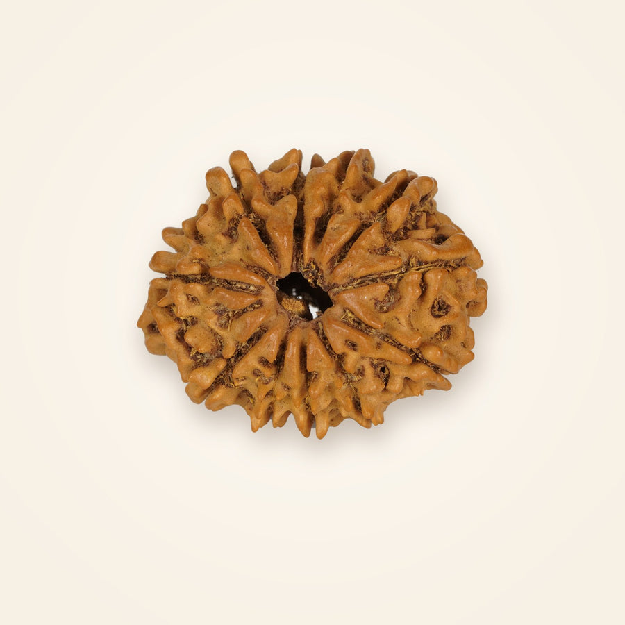 11 Mukhi Rudraksha, front view on an ivory background