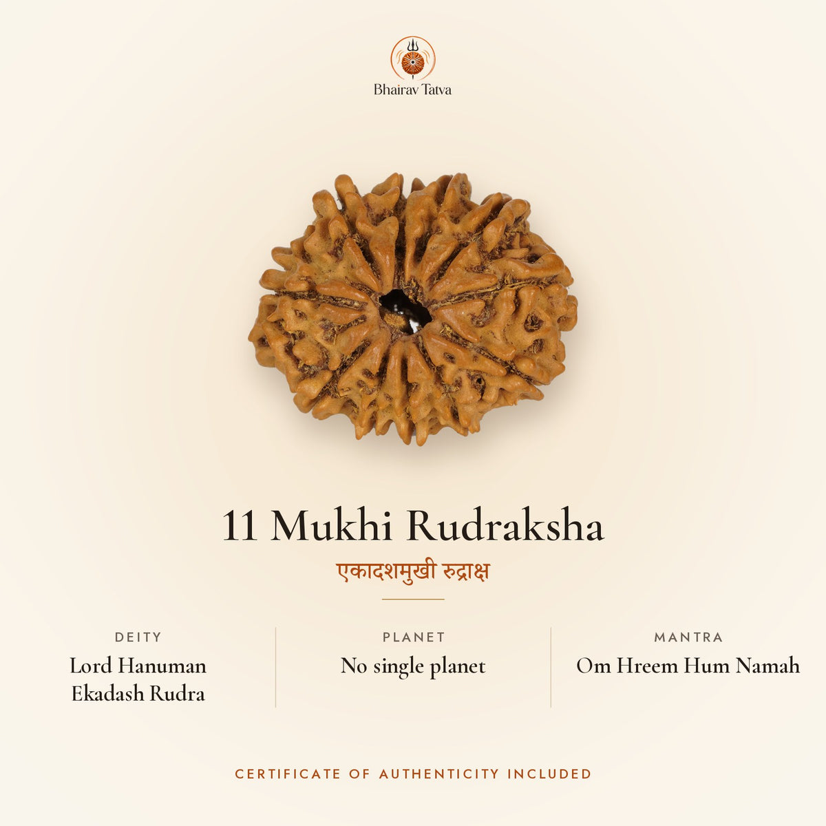 11 Mukhi Rudraksha: deity Lord Hanuman and Ekadash Rudra, no single ruling planet, mantra Om Hreem Hum Namah