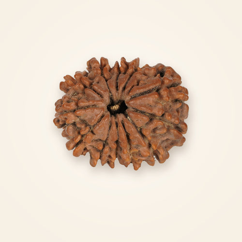 12 Mukhi Rudraksha, front view on an ivory background