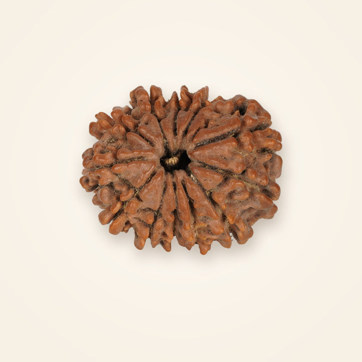 12 Mukhi Rudraksha, front view on an ivory background
