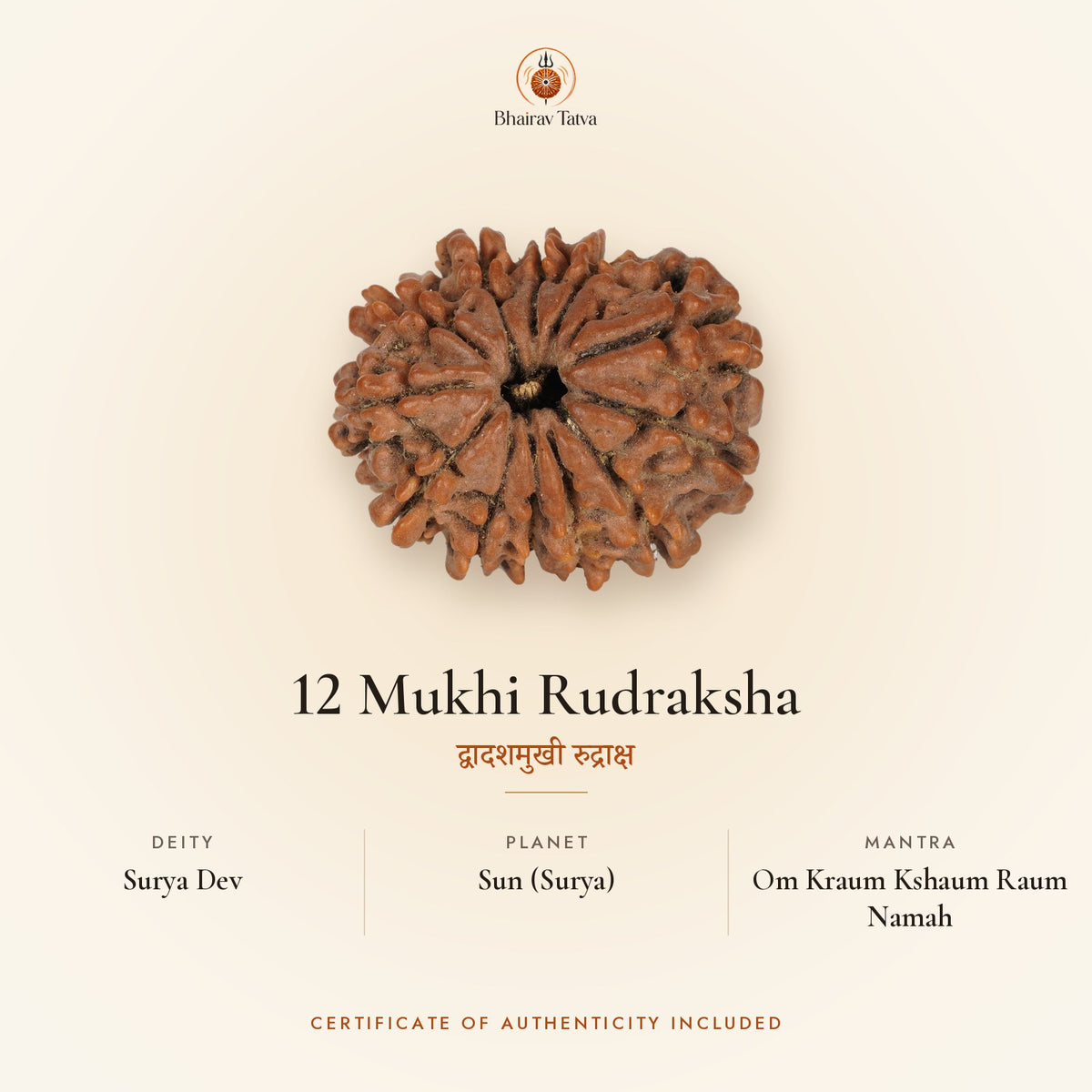 12 Mukhi Rudraksha: deity Surya Dev, planet Sun (Surya), mantra Om Kraum Kshaum Raum Namah