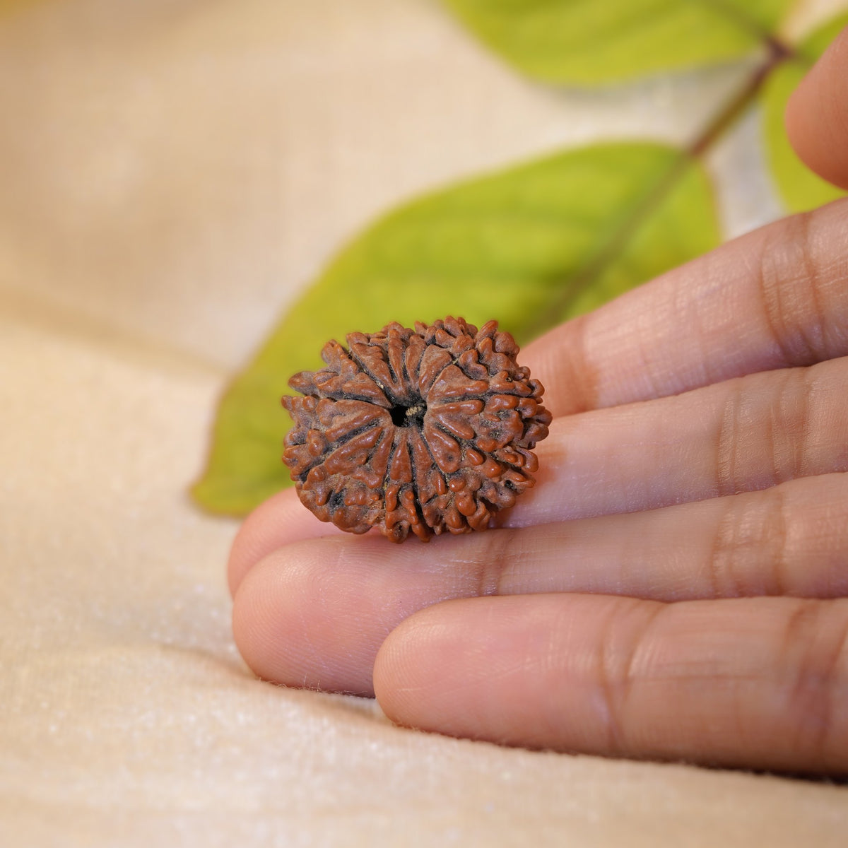 12 Mukhi Rudraksha held in the palm to show its size