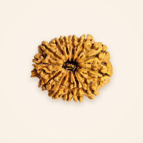 13 Mukhi Rudraksha, front view on an ivory background