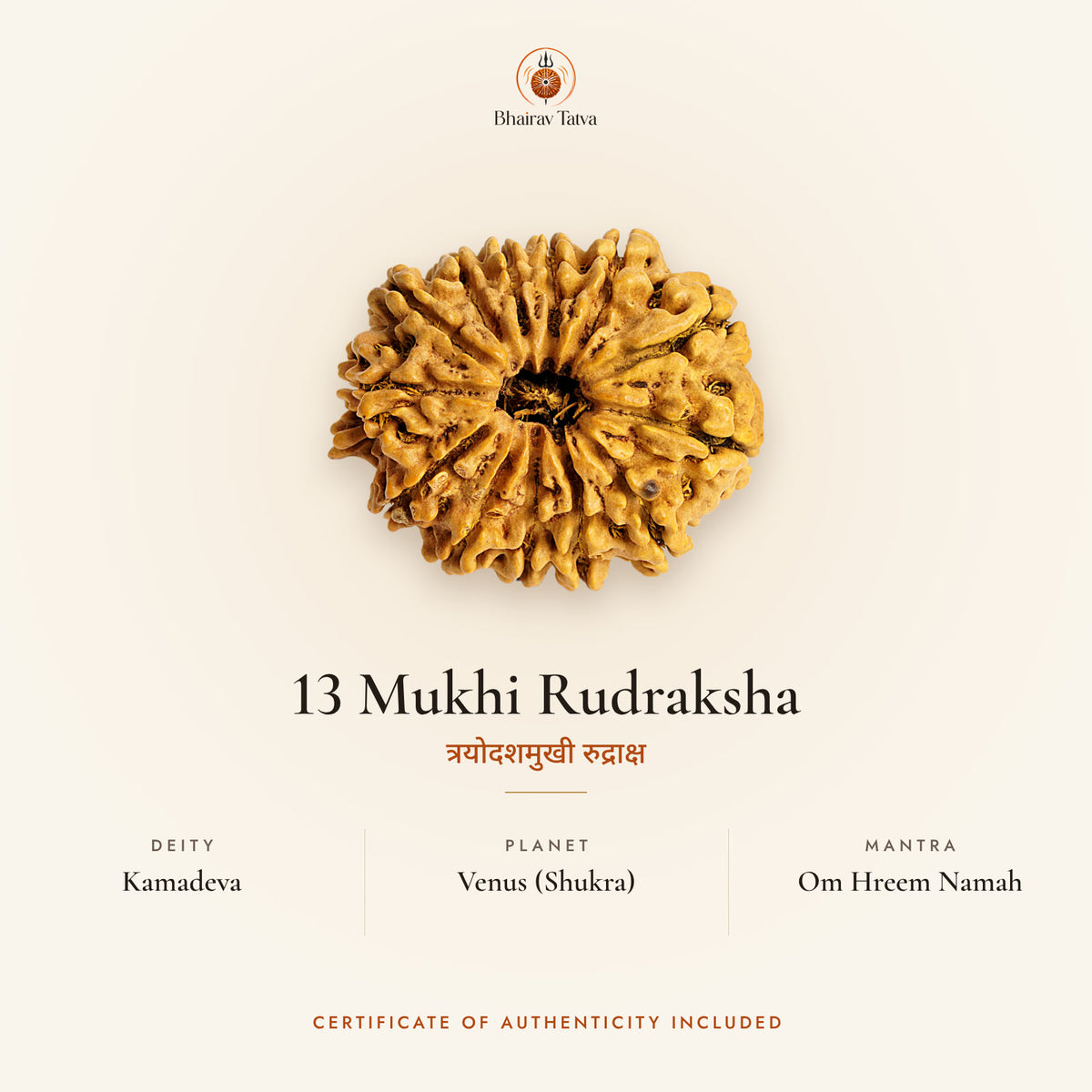 13 Mukhi Rudraksha: deity Kamadeva, planet Venus (Shukra), mantra Om Hreem Namah
