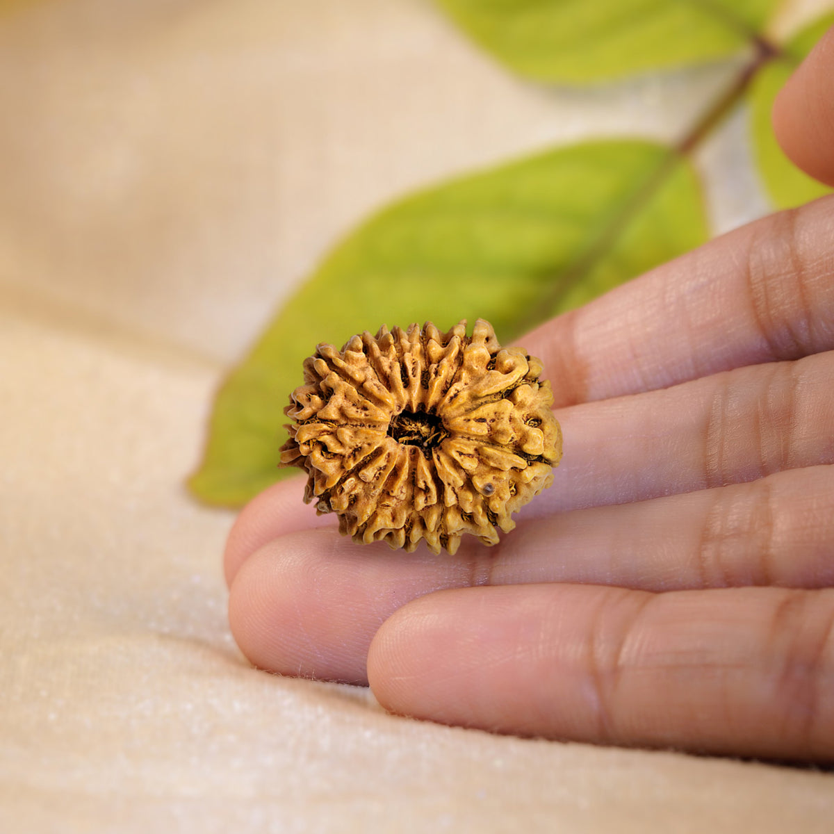 13 Mukhi Rudraksha held in the palm to show its size