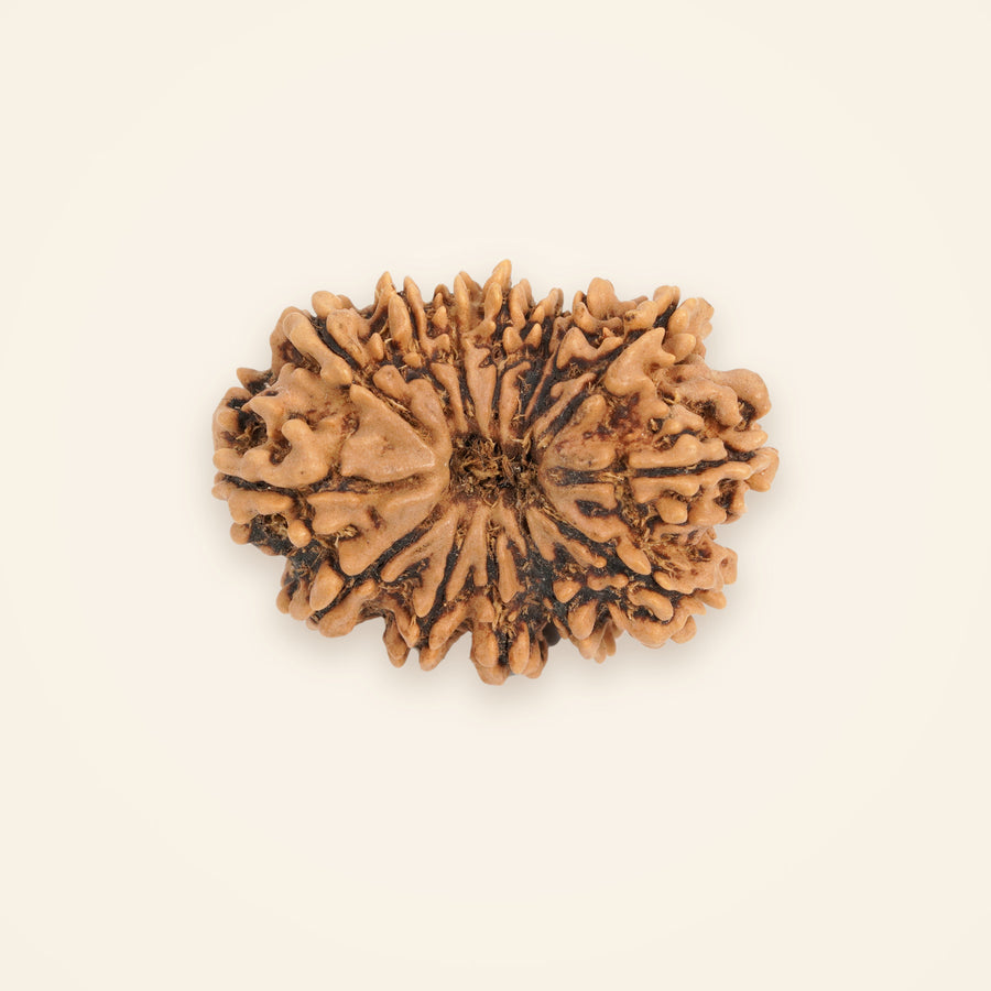 14 Mukhi Rudraksha, front view on an ivory background