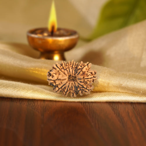 Front of the 14 Mukhi Rudraksha on silk beside a brass diya