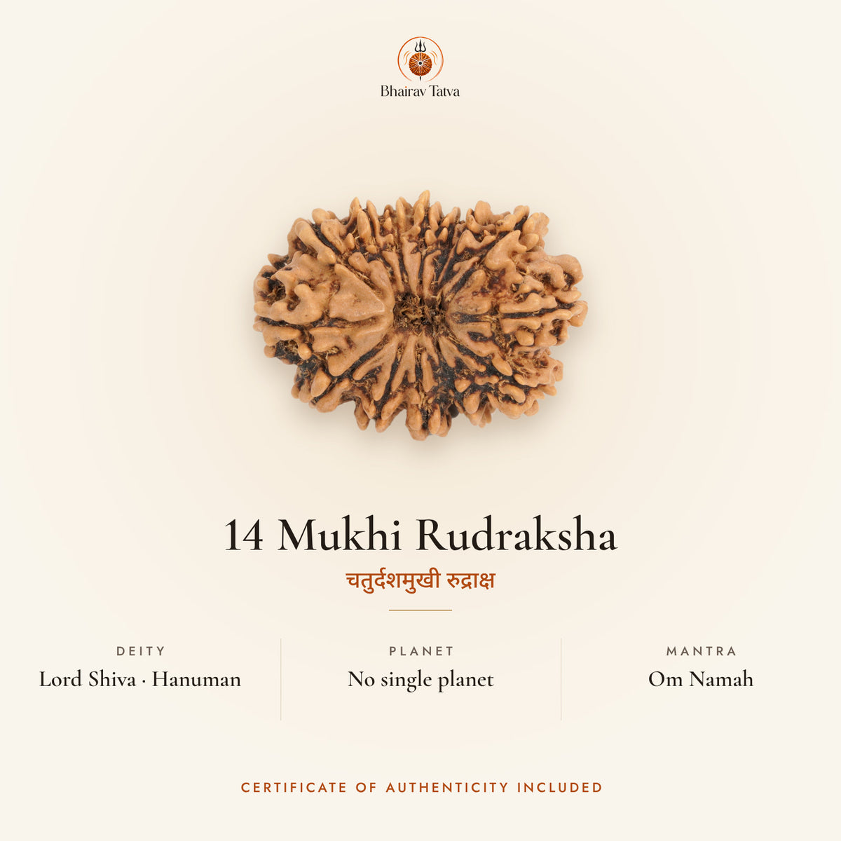 14 Mukhi Rudraksha: deity Lord Shiva · Hanuman, no single ruling planet, mantra Om Namah