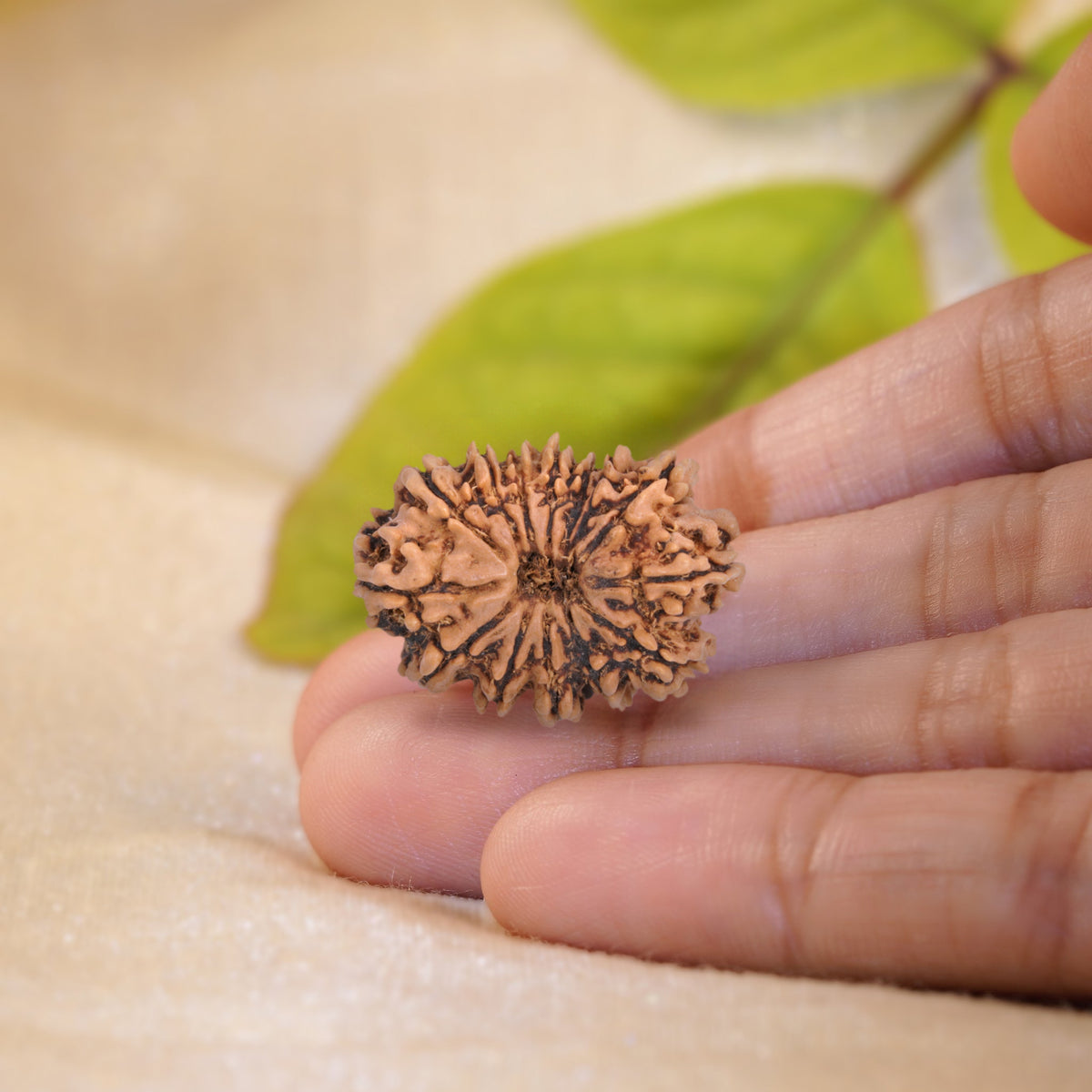 14 Mukhi Rudraksha held in the palm to show its size