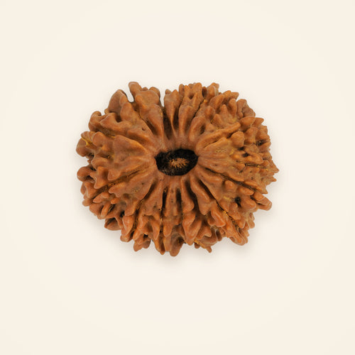 15 Mukhi Rudraksha, front view on an ivory background