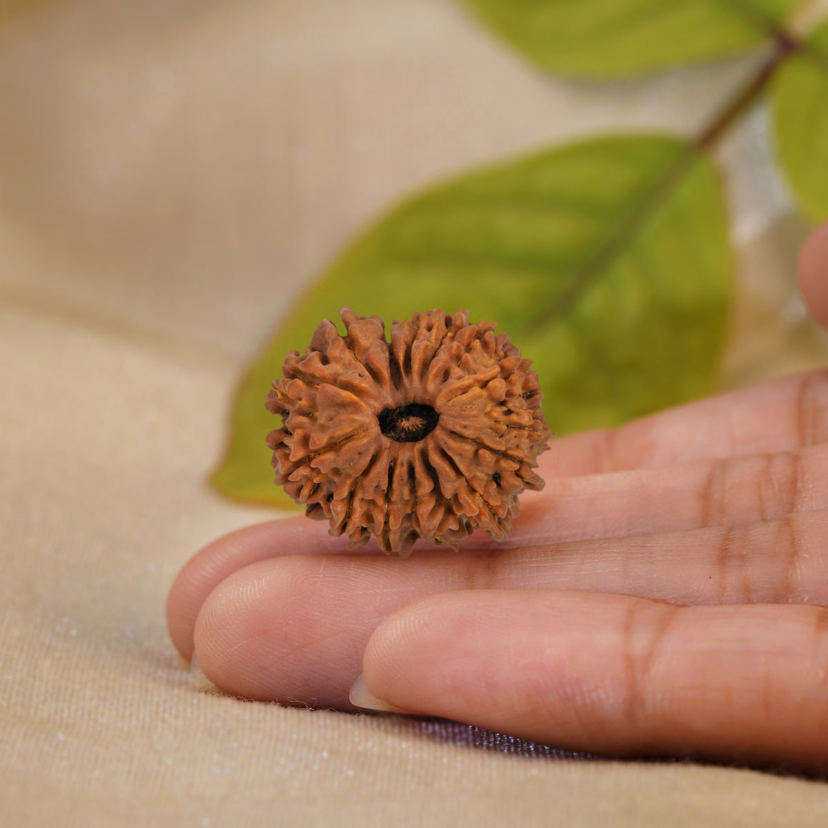 15 Mukhi Rudraksha held in the palm to show its size