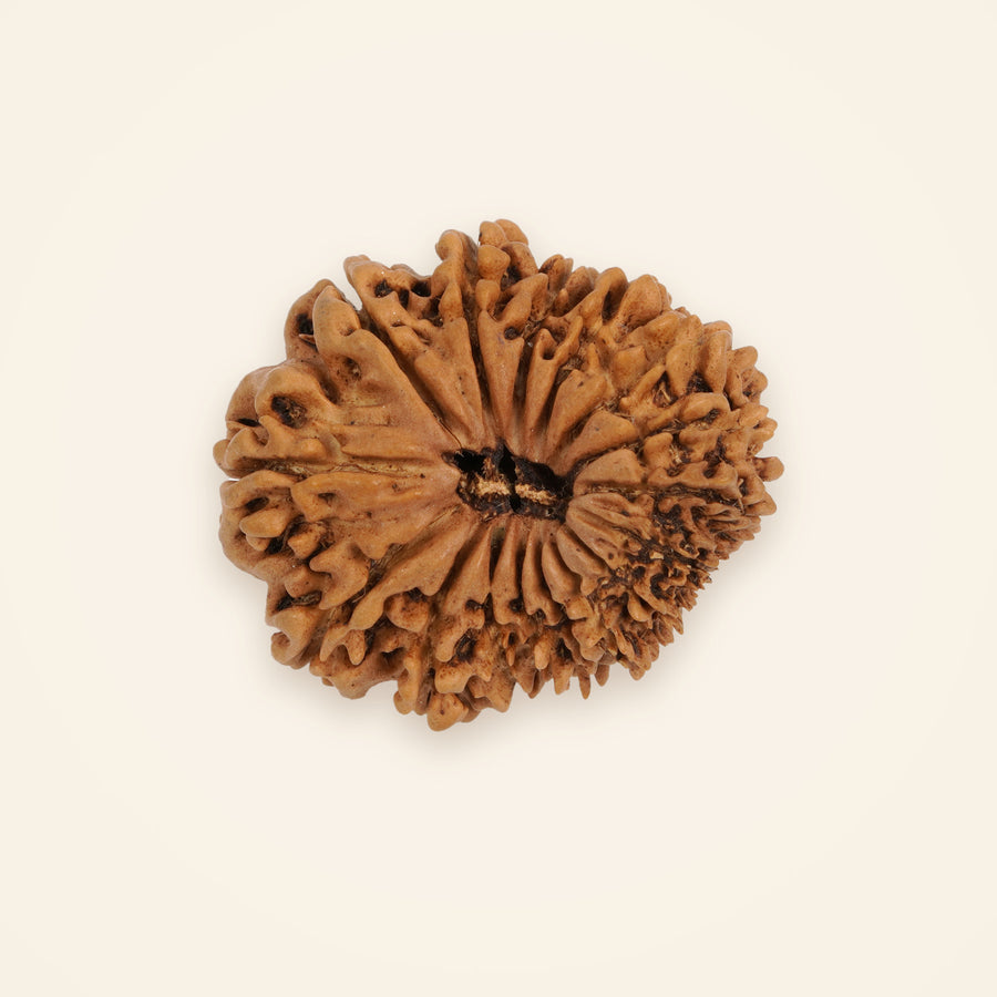 16 Mukhi Rudraksha, front view on an ivory background