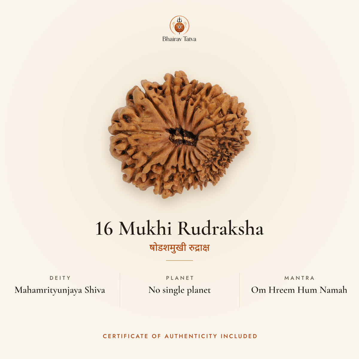 16 Mukhi Rudraksha: deity Mahamrityunjaya Shiva, no single ruling planet, mantra Om Hreem Hum Namah