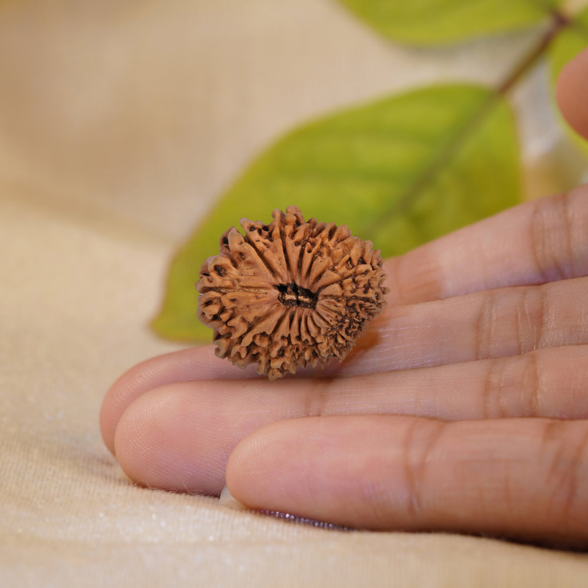 16 Mukhi Rudraksha held in the palm to show its size