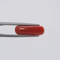 Red Coral - 142