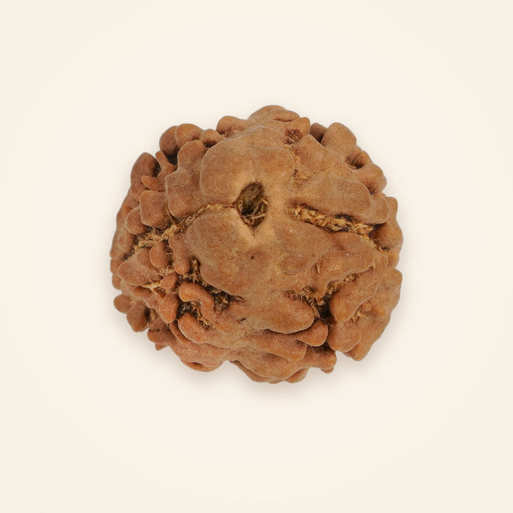 2 Mukhi Rudraksha, front view on an ivory background