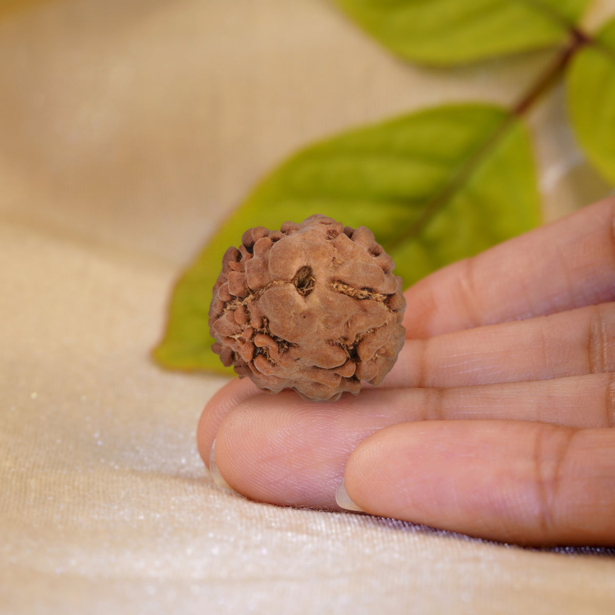 2 Mukhi Rudraksha held in the palm to show its size
