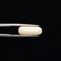 White Coral - 3273