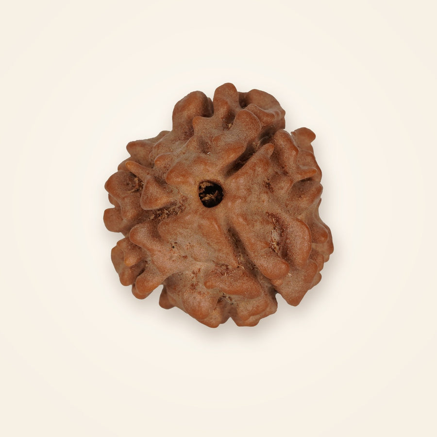 3 Mukhi Rudraksha, front view on an ivory background