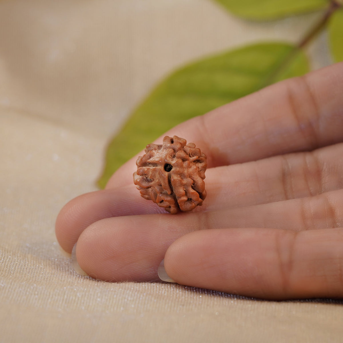 3 Mukhi Rudraksha held in the palm to show its size