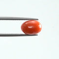 Red Coral - 1113
