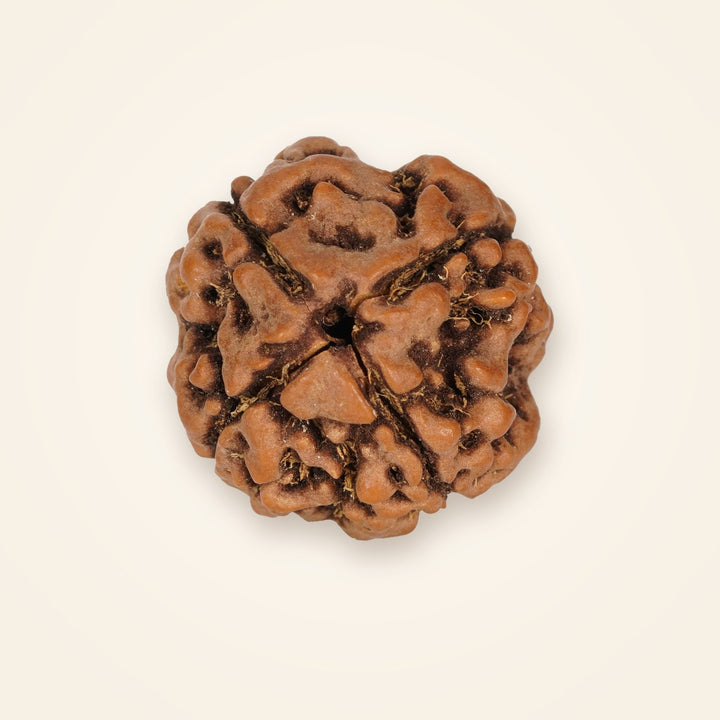 4 Mukhi Rudraksha, front view on an ivory background