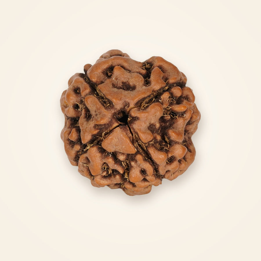 4 Mukhi Rudraksha, front view on an ivory background