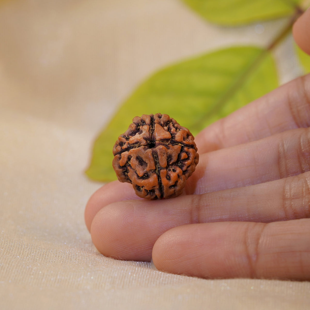 4 Mukhi Rudraksha held in the palm to show its size