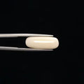 White Coral - 3254