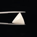 White Coral - 3234
