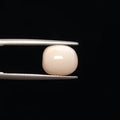White Coral - 775