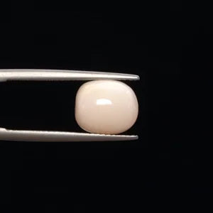 White Coral - 775