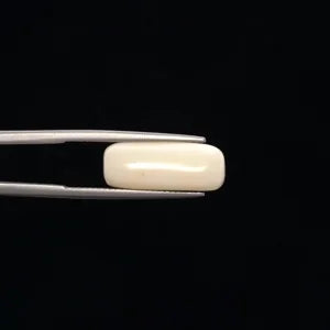 White Coral - 3276