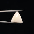 White Coral - 3237