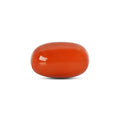 Red Coral - 4779