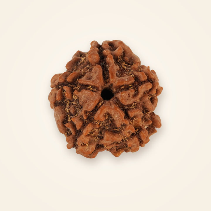5 Mukhi Rudraksha, front view on an ivory background
