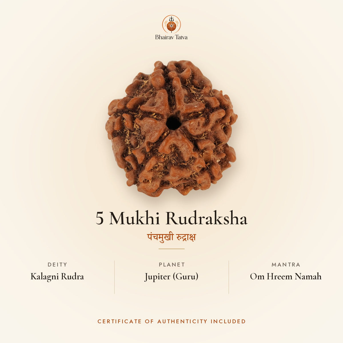 5 Mukhi Rudraksha: deity Kalagni Rudra, planet Jupiter (Guru), mantra Om Hreem Namah
