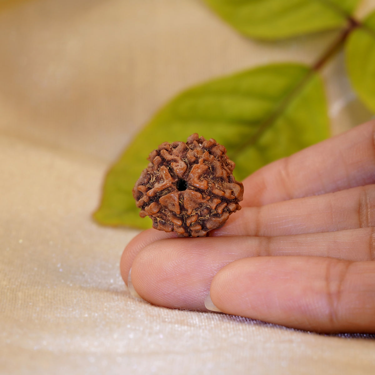 5 Mukhi Rudraksha held in the palm to show its size